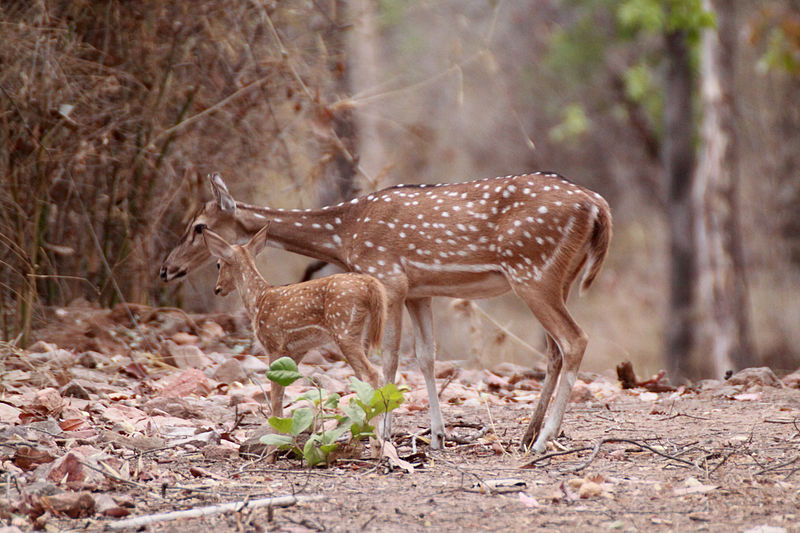 Axis Deer Control on Big Island a Success Big Island Now