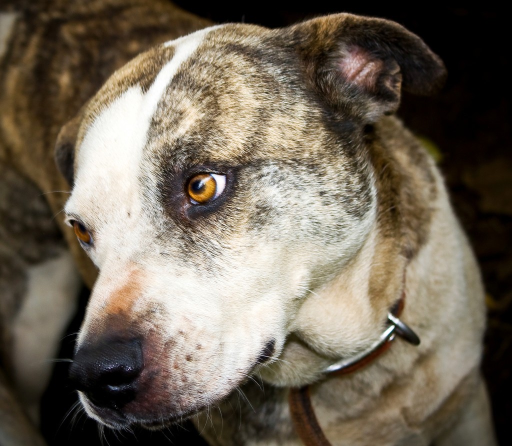 Pet Events In Hilo And Kona This Weekend Big Island Now Pet Events In Hilo And Kona This Weekend Big Island Now