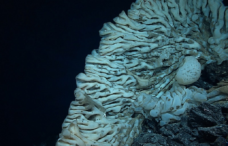 ‘Largest Sponge in the World?’ Big Island Now