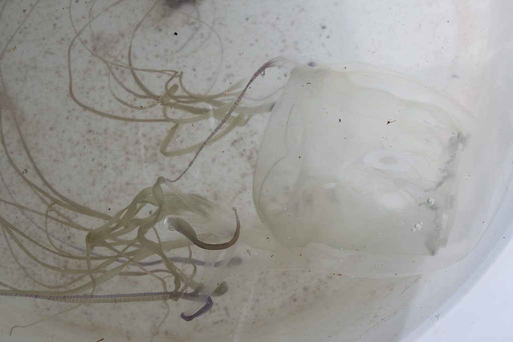 How You Treat Jellyfish Stings Could Mean Life or Death Big Island Now