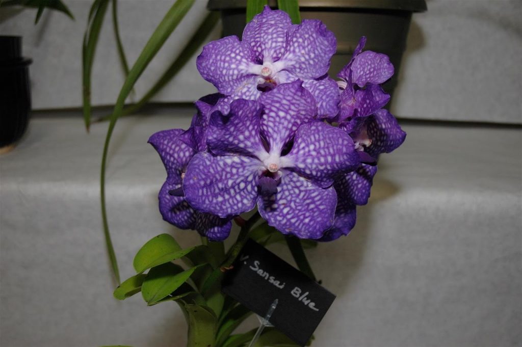 Annual Kona Daifukuji Orchid Club Show & Sale Big Island Now
