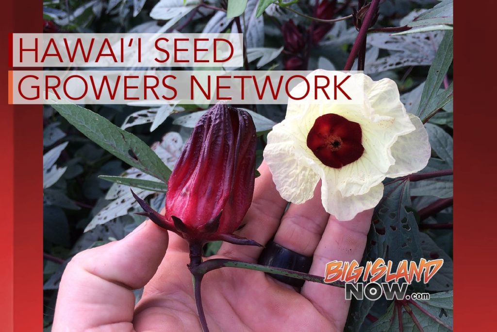 New site Offers Hawai‘i Local Seeds for Local Needs Big Island Now