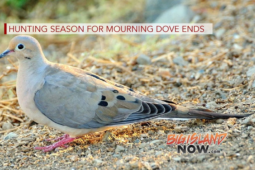 Hunting Season for Mourning Dove Ends Big Island Now
