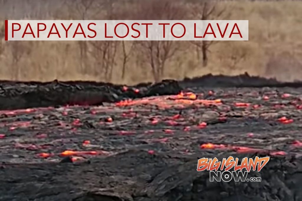 Fissure 8 Flow Affects Puna Papaya Farms Big Island Now