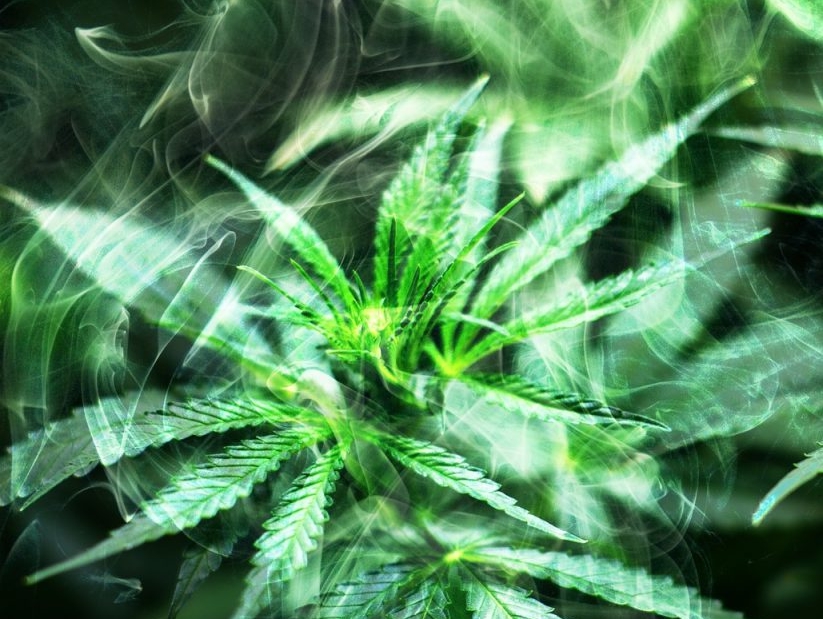 Hawai‘i’s medical cannabis program strong, well-utilized, independent report indicates