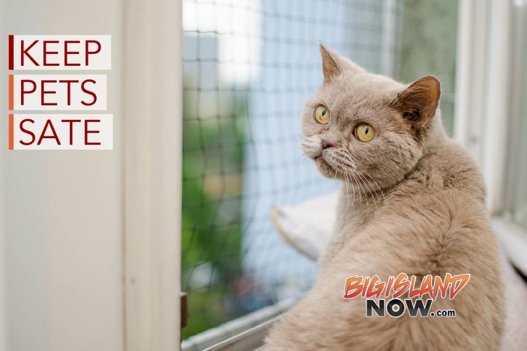 Prepare Pets for Hurricane Season : Big Island Now