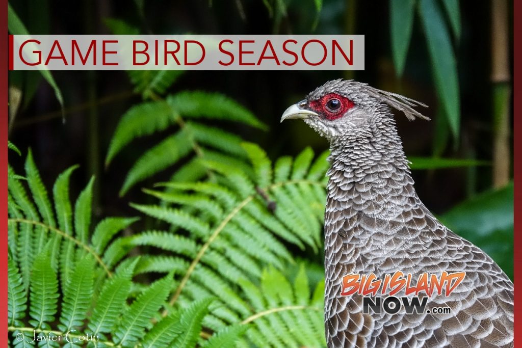 Game Bird Hunting Season Opens in November Big Island Now
