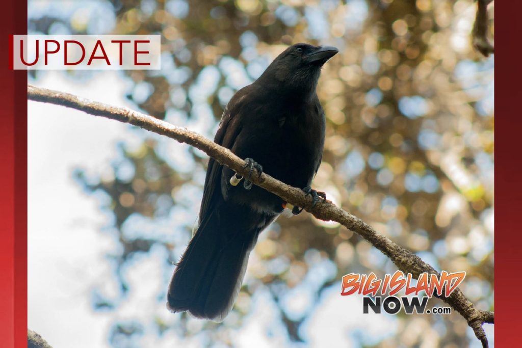 UPDATE: Reintroduction Efforts of ‘Alalā : Big Island Now    