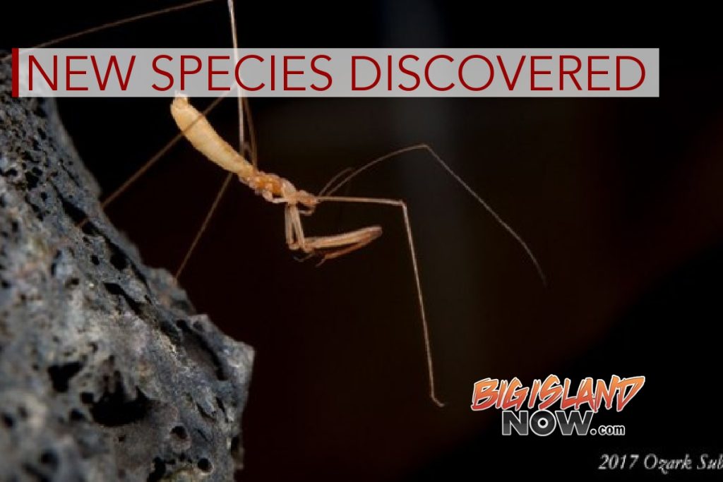 New Species Discovered in Lava Tubes Big Island Now