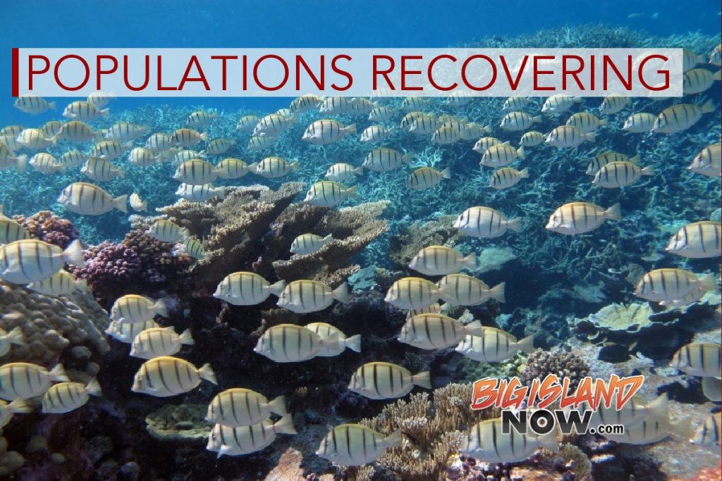 ‘Try Wait’ Area Helping Reef Fish Recover : Big Island Now