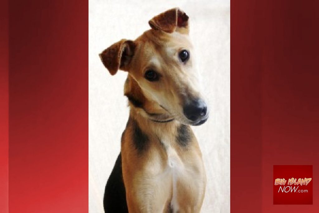 Humane Society Says Adoption Need is Urgent : Big Island Now    