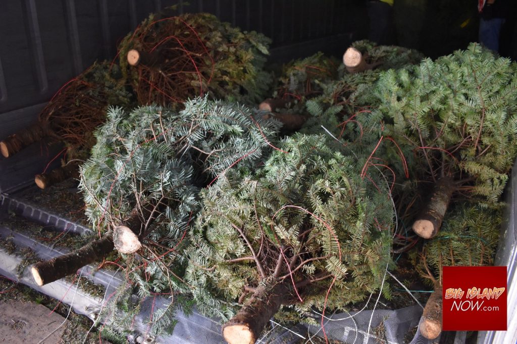 Garter Snake Found in Christmas Tree Shipment to Hawai‘i Big Island Now