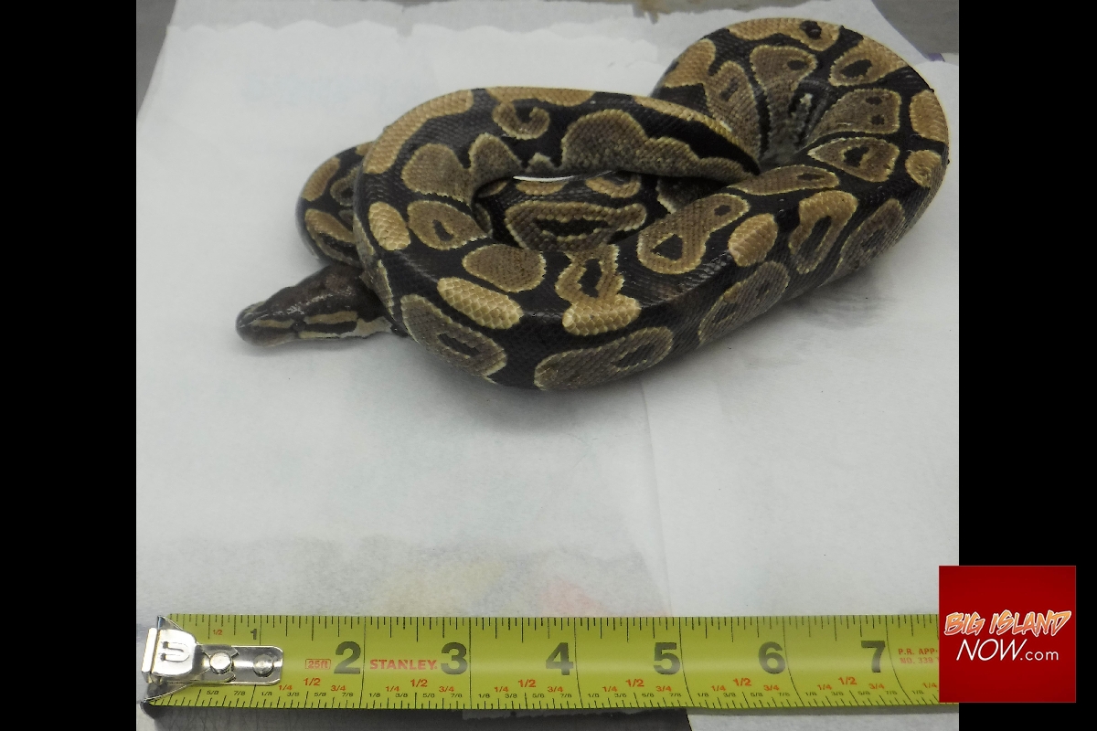 Ball Python, Iguana Found in Honolulu on Back-to-Back Days : Big Island Now