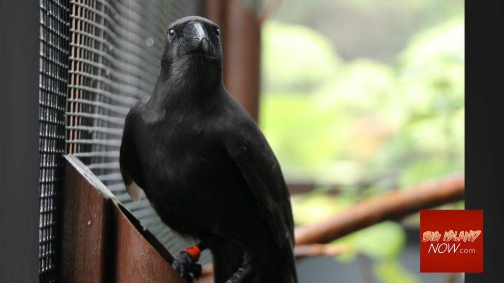 ‘Alalā Project to Send Two Hawaiian Crow to Big Island Zoo : Big Island Now    