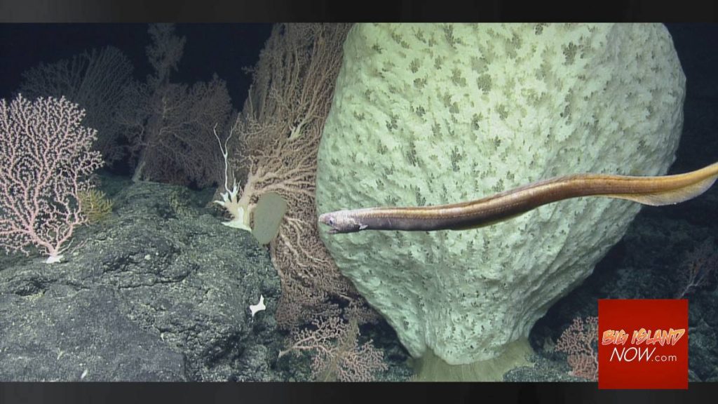 Expedition Discovers Rich Coral Life at Marine Monument : Big Island Now    