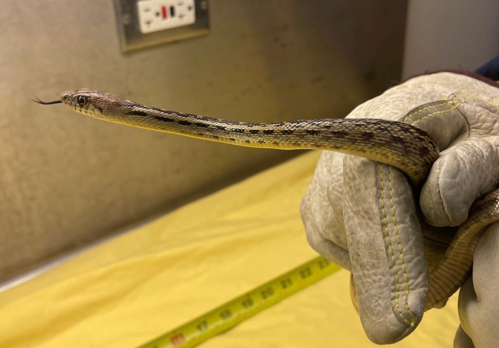 Live Gopher Snake Found at Home Depot on O’ahu