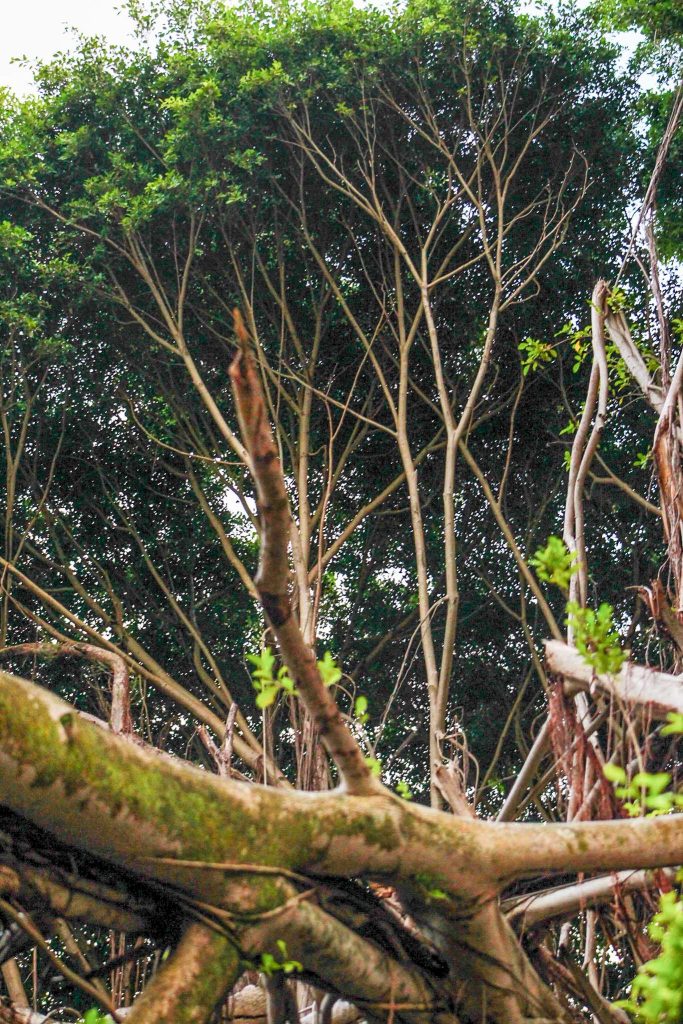 Majestic banyan collapses along Hilo’s iconic road adorned with