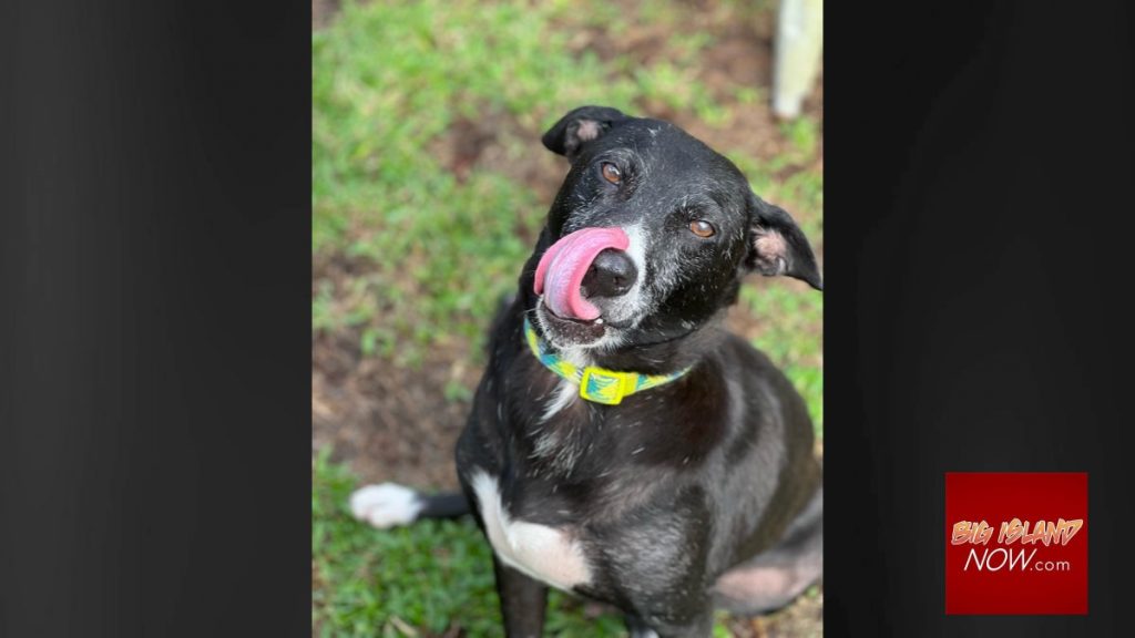 Aloha ‘Īlio Dog Rescue to hold dog adoption event in Kona Big Island Now