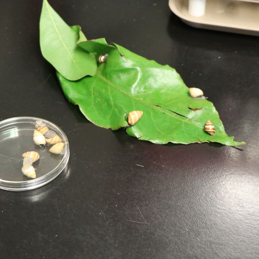 Hawaiʻi students can learn about snail conservation with new virtual