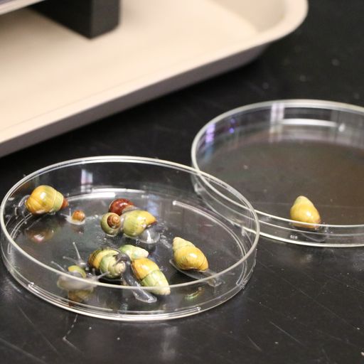 Hawaiʻi students can learn about snail conservation with new virtual