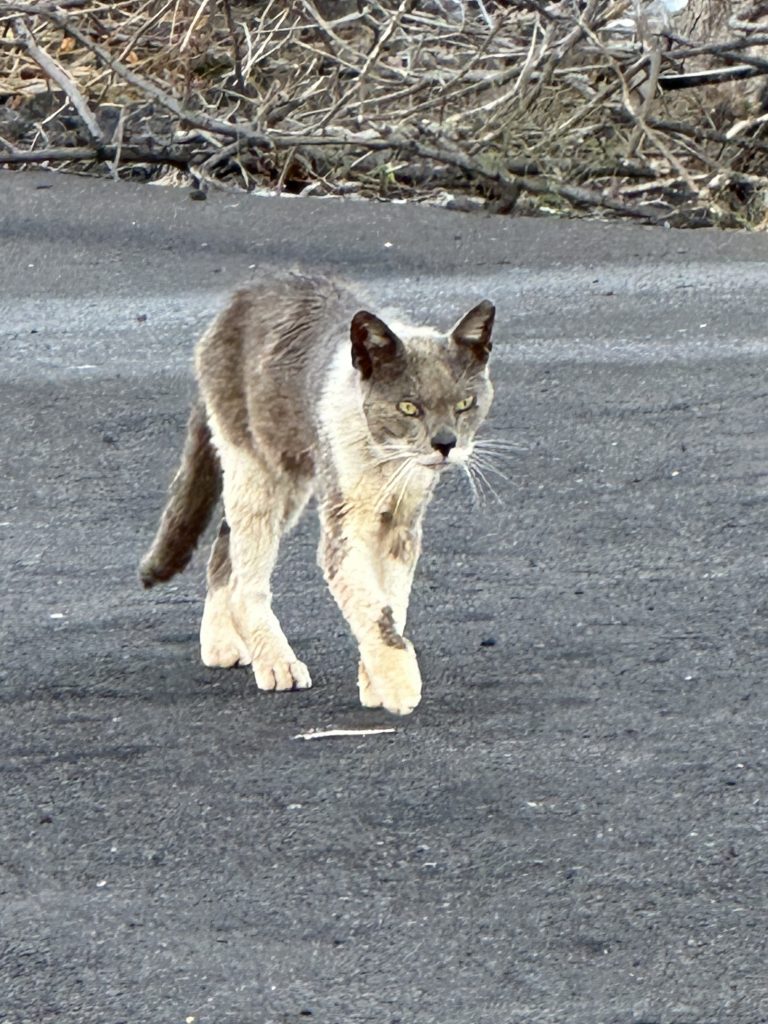 64 cats, kittens captured at Queens’ Marketplace; relocated to Big