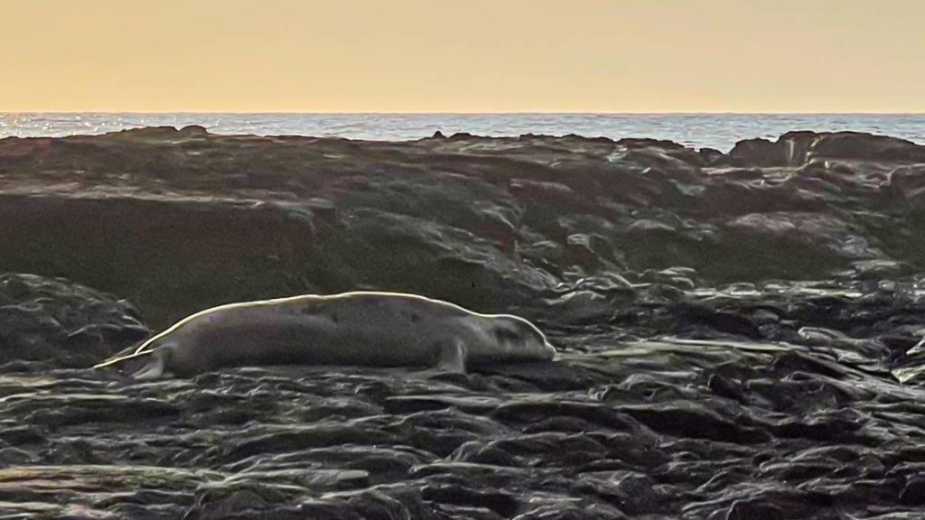 Hawaiian monk seal spotted resting on lava rock along West Hawai'i coast : Big Island Now - Vimarsana News