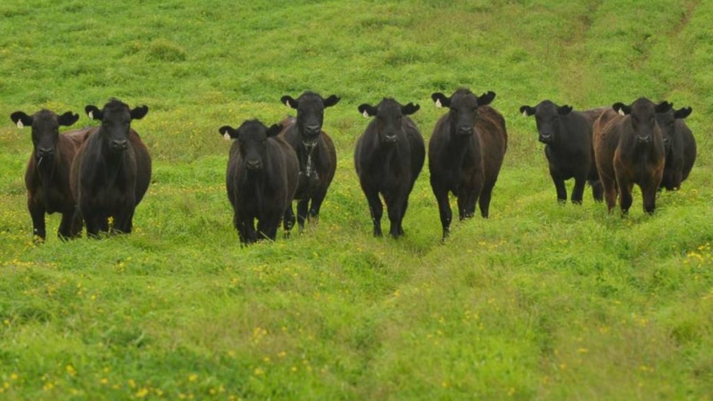 Hawai‘i Safeway stores to no longer carry Paniolo Cattle Company beef