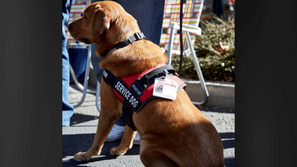 Big Island police are reminding the public about service animal rules - Vimarsana News