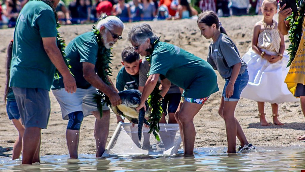 34th Turtle Independence Day in West Hawaiʻi: 2 endangered honu released into sea : Big Island Now - Vimarsana News