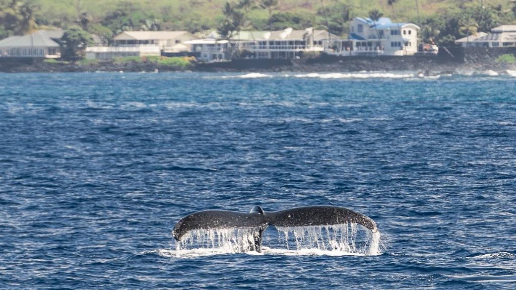 Rare sighting: Humpback whale spotted in Kona waters in July : Big Island Now - Vimarsana News