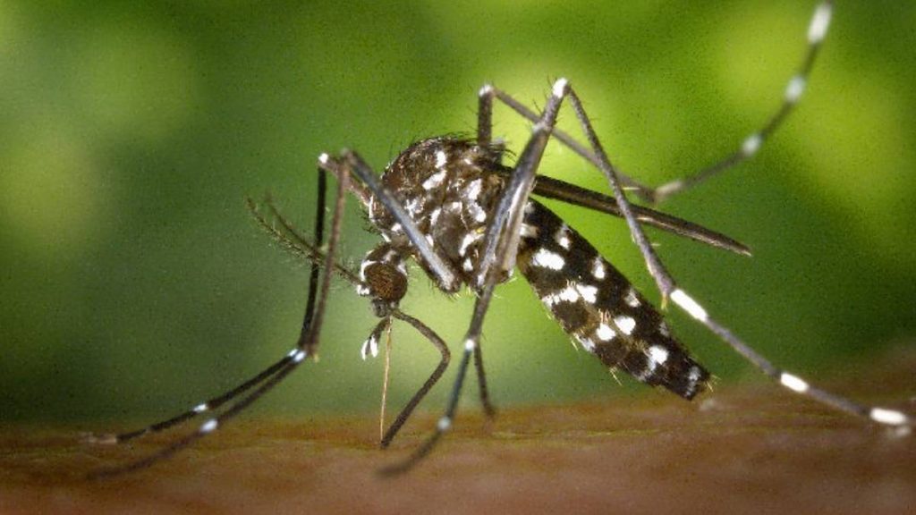 Department of Health records 14th case of dengue this year
