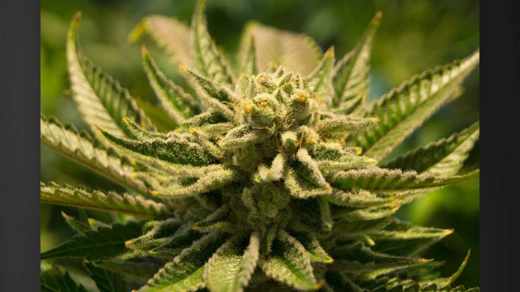 Marijuana could be reclassified as a  less dangerous drug