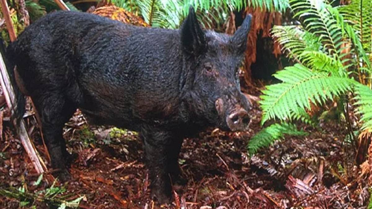 Feral pigs, other animals causing sanitary issues at Hilo Transfer Station