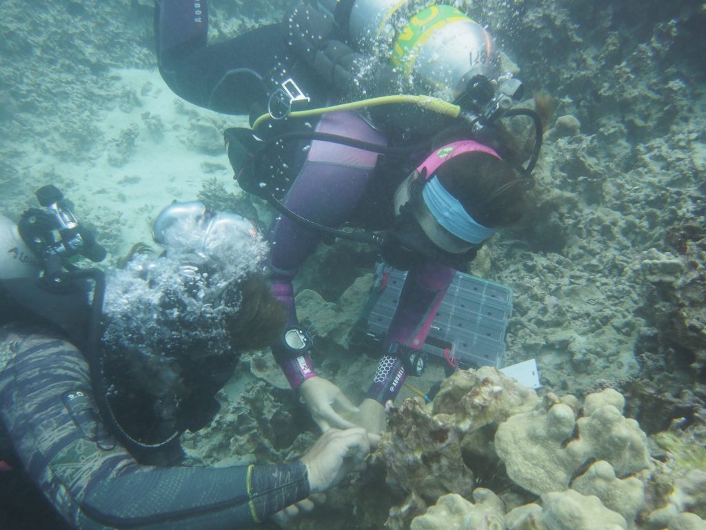 Coral restoration took place in February 2025 at Kealakekua Bay in South Kona. (Photo: Department of Land and Natural Resources)