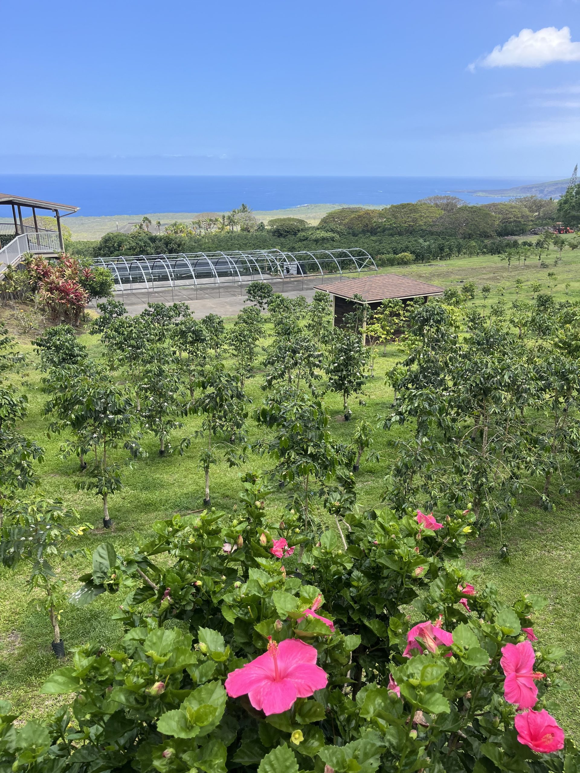 Coffee is grown at Bay View farms on the Big Island. (Photo credit: Megan Hadley)