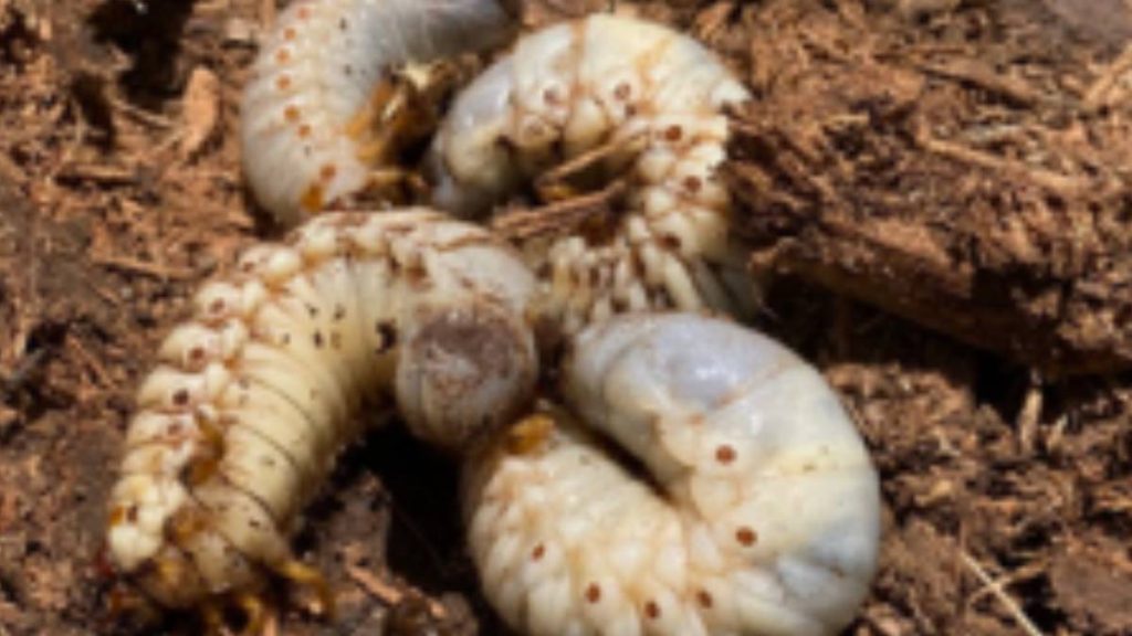 County extends voluntary compliance order for movement of coconut rhinoceros beetle host materials