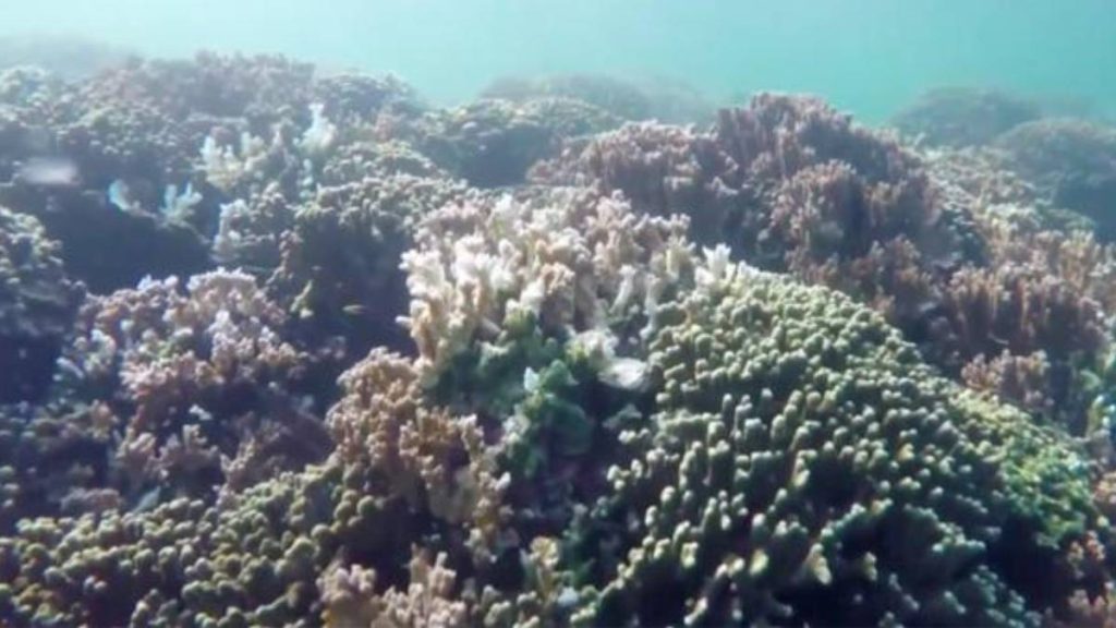 Best case scenario: Coral will be impacted by projected unprecedented acidification of waters around main Hawaiian islands