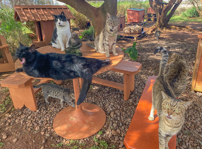 The once out-of-hand feral feline population on Lānaʻi is under control with a cat sanctuary. (Cammy Clark/Big Island Now)