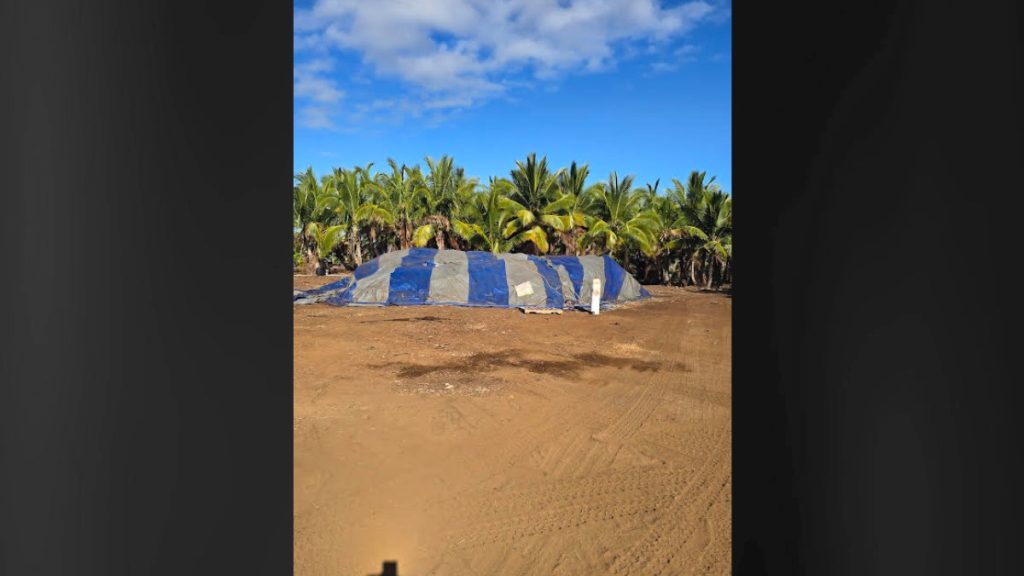 Staff conducted a site assessment of green waste piles at the park to inspect for possible CRB breeding sites.(Photo Credit: Dept. of Agriculture and Biosecurity)