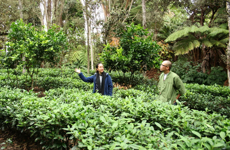 Business Monday: Tea Hawaiʻi & Co. helps nurture growing industry on the Big Island