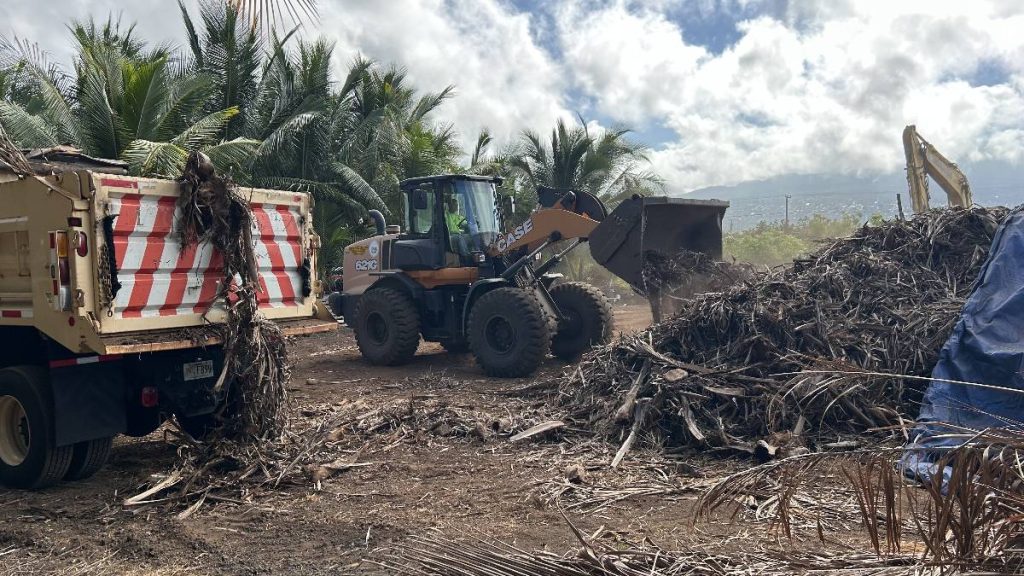 A multi-agency response to detections of coconut rhinoceros beetles in green waste at the Keāhole Agricultural Park on the west side of Hawai‘i Island (Photo Credit: Dept. of Agriculture and Biosecurity)