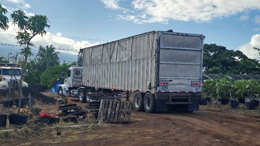 Invasive coconut rhinoceros beetles were found in green waste piles at Keāhole Agricultural Park on the west side of Hawaiʻi Island in July 2025. (Photo Credit: Hawaiʻi State Department of Agriculture and Biosecurity)
