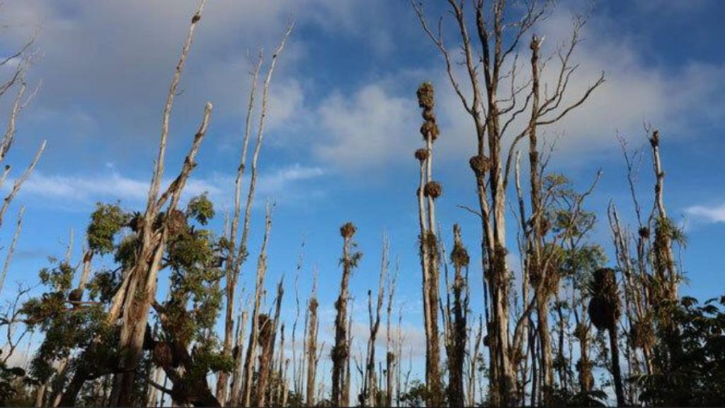 Education video emphasizes community collaboration fighting Rapid ʻŌhia Death
