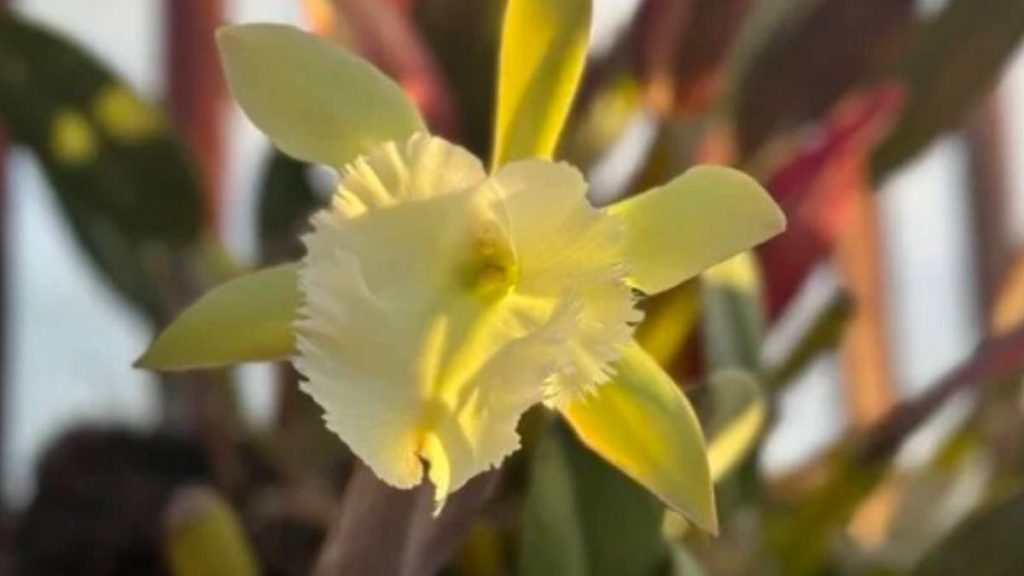 The Kona Orchid Society is scheduled to hold the 40th Fall Orchid Show and Sale on Sept. 27 at the Makaeo Pavilion. (Photo Credit: The Kona Orchid Society)