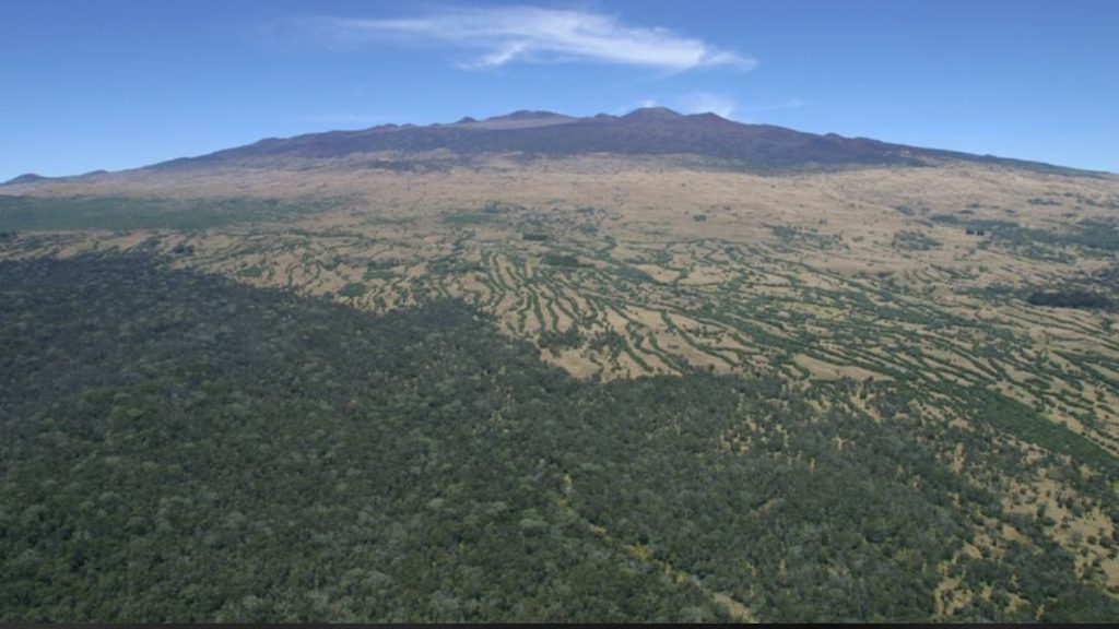 Hakalau Forest National Wildlife Refuge celebrates 40 years of habitat restoration, native species conservation