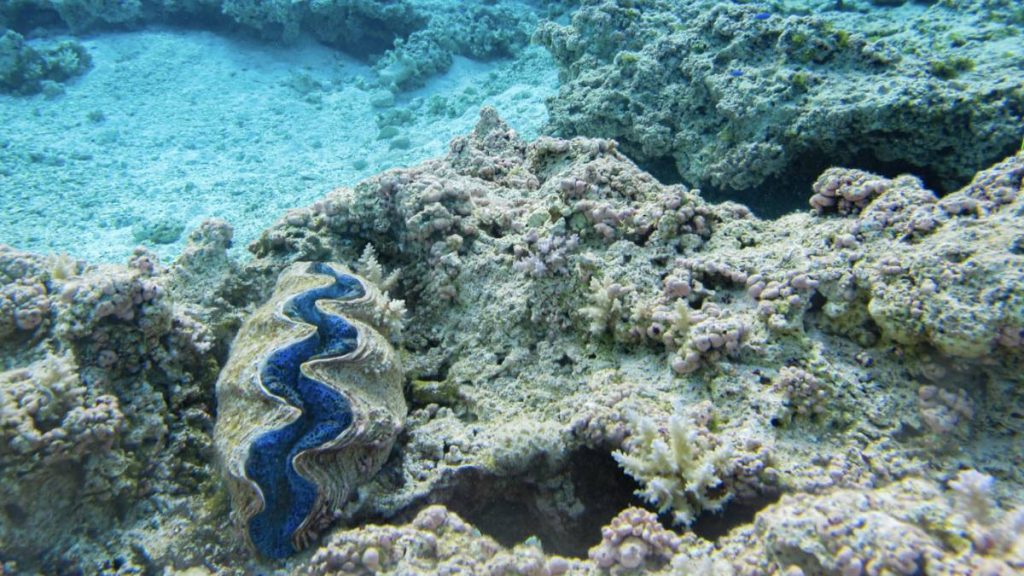Giant clam populations stable, abundant when supported by cultural stewardship