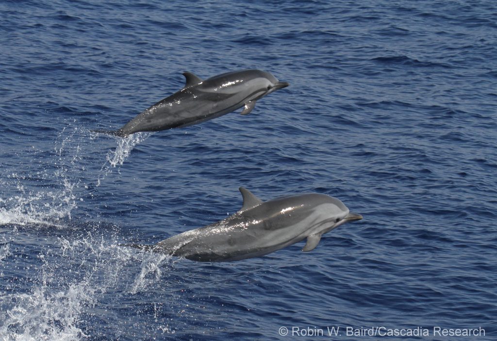 Study reveals human impact on whales, dolphins in Pacific Islands