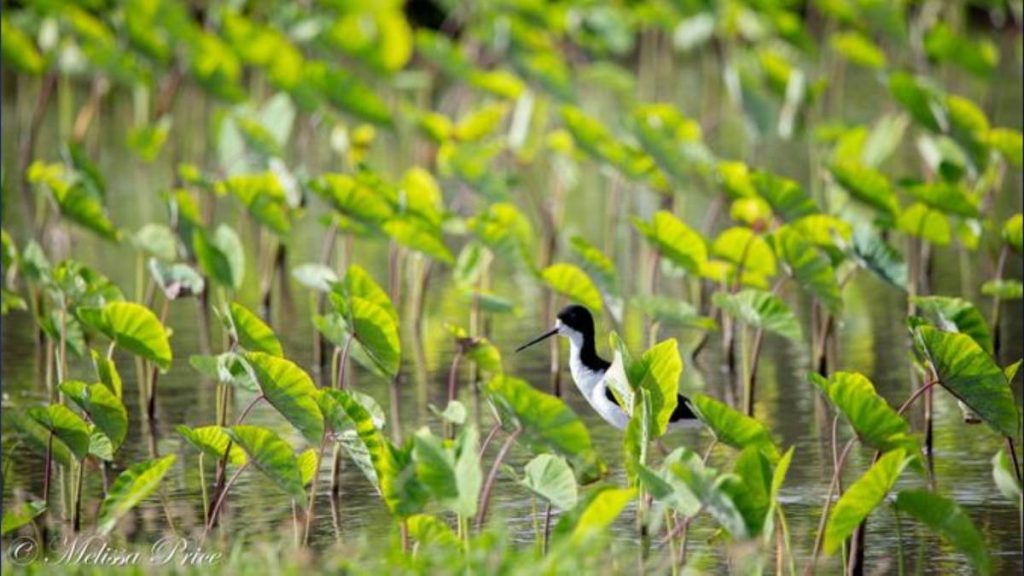 50-year-old myth that Native Hawaiians caused waterbird extinctions debunked by new study