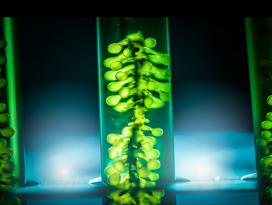 By tweaking the internal chemistry of the cells of microalgae, researchers can drive the algae to accumulate higher concentrations of oil and specific health-boosting compounds without slowing down their growth. (Photo Courtesy: University of Hawaiʻi at Mānoa)