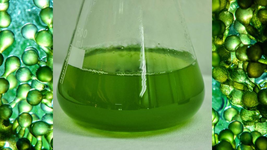 Microalgae excel at capturing carbon dioxide and converting it into high-value compounds such as lipids (oils) and terpenoids (organic chemicals). (Photo Courtesy: University of Hawaiʻi at Mānoa)